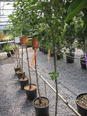 Produktbild von Kakibaum Mela - Sharonfrucht - Diospyrus Kaki - Hochstamm 90