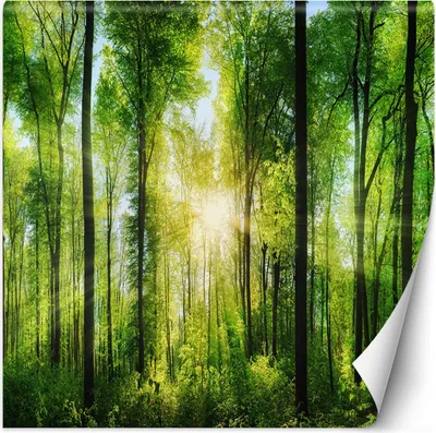 Produktbild von Vlies fototapete Waldbäume Sonnenschein Natur 250x250 cm Feeby Grün inkl. Kleber einfache Montage