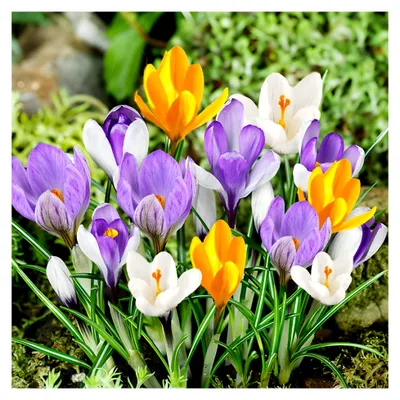 Produktbild von Botanische Krokusse Zwiebeln winterhart mehrjährig - 50 Blumenzwiebeln - Mix aus 5 Sorten - Echte Pflanzen aus Holland - für Garten und Topf