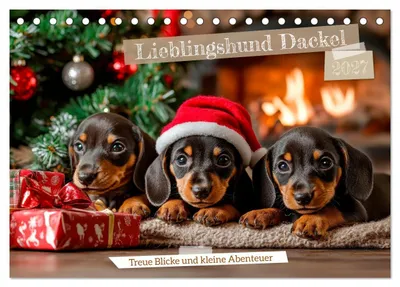 Produktbild von Lieblingshund Dackel (Tischkalender 2027 DIN A5 quer), CALVENDO Monatskalender