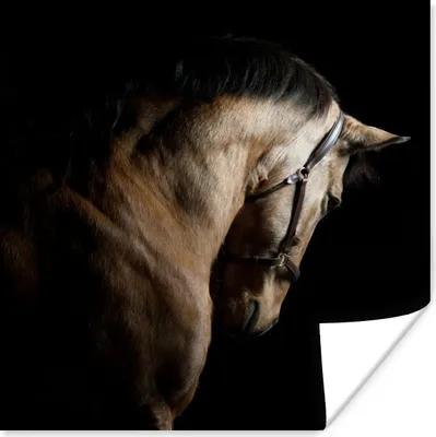 Produktbild von MuchoWow® Poster Pferde - Halfter - Schwarz 50x50 cm - Wohnzimmerdekoration