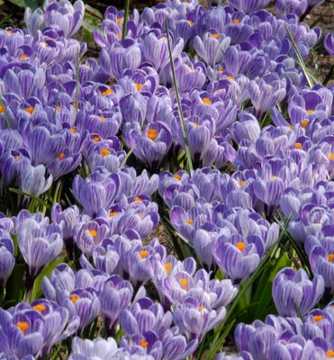 Produktbild von Großblumige Krokusse ´KING OF THE STRIPED´ Packungsinhalt 10 St.