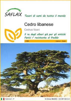 Immagine prodotto di SAFLAX  - Cedro libanese - 20 semi - Cedrus
