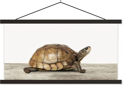 Produktbild von MuchoWow® Textilposter Schildkröte - Junge - Tiere - Kinder - Mädchen 60x30 cm mit schwarzem Rahmen - Textilien