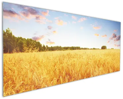 Produktbild von Wallario Küchenrückwand aus Glas, Größe: 125 x 50 cm, Motiv: Weizenfeld unter blauem Himmel | Spritzschutz | abwischbar | pflegeleicht | in