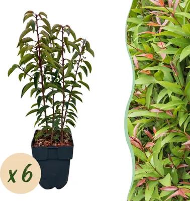 Produktbild von Heckenpflanzen - Prunus lusitanica Angustifolia - Blatt grün - 6 Pflanzen - 1 laufender Meter - immergrün - 40-50cm - Ø20cm - Gartenpflanze