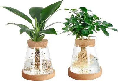 Produktbild von Hydrokultuur Terrarium Planter Glas Set 2 Stuks Dekoratief Glazen Gewasgevase für Heim und Büro