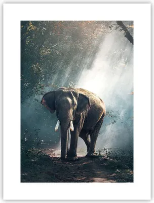 Produktbild von Poster - Poster ohne Rahmen - elefant natur - 30x40 cm - Wand Bild - Wanddeko - Wandbilder - Kunstposter - Wandposter - Bilder - Kunstdruck - Wanddekoration - Wandbild - P2XPA30x40-3972
