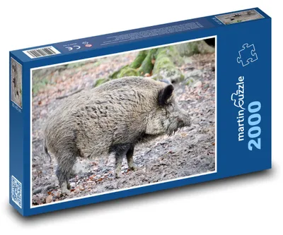 Obrázek produktu pro Puzzle 2000 Divoké prase v lese - martinpuzzle