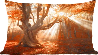 Produktbild von MuchoWow® Zierkissen Sofakissen Wohnzimmer Dekokissen 60x40 cm Baum - Natur - Herbst - Kopfkissen - Polster mit Foto