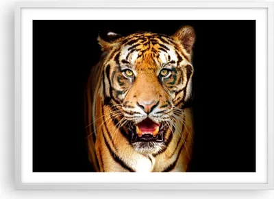 Produktbild von Gerahmtes Poster - Weißer Rahmen - tiger tier - 70x50 cm - Wand Bild - Wanddeko - Wandbilder - Kunstposter - Wandposter - Bilderrahmen - Bilder - Kunstdruck - Wandbild - P2WAA70x50-4103