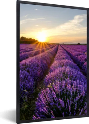 Produktbild von MuchoWow® Gerahmtes Poster Lavendel - Blumen - Sonnenuntergang - Lila 60x90 cm - Poster mit Schwarzem Bilderrahmen Wandposter Rahmen Foto Bilder - Kunst