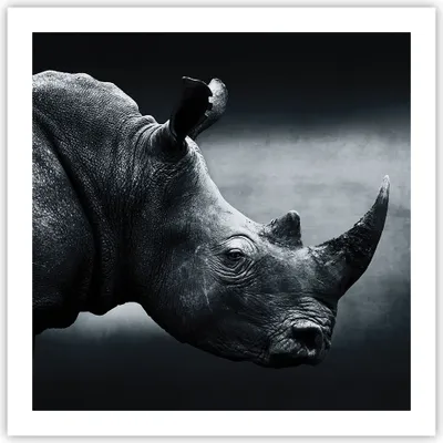 Produktbild von Poster - Poster ohne Rahmen - Nashorn Schwarzweiß Porträt - 60x60 cm - Wand Bild - Wanddeko - Wandbilder - Kunstposter - Wandposter - Bilder - Kunstdruck - Wanddekoration - Wandbild - P2XAC60x60-4347