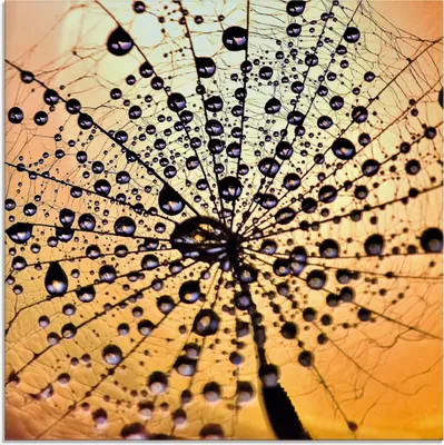 Produktbild von ARTland Glasbild Pusteblume Tröpfchenfang Größe: 50x50 cm