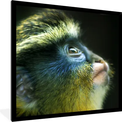 Produktbild von MuchoWow® MuchoWow® Gerahmtes Poster Affe - Gelb - Blau 40x40 cm - Poster mit zchwarzem Bilderrahmen - Mit Rahmen - Wanddekoration Schlafzimmer