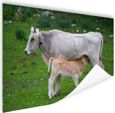 Produktbild von MuchoWow® Poster Kühe - Tiere - Natur 180x120 cm - Fotoplakat