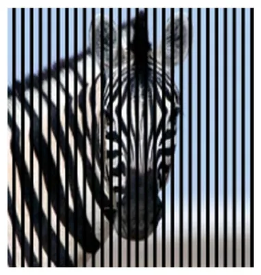 Produktbild von Akustikpaneele mit Digitaldruck Zebra01 19 x 1133 x 1195 mm Zebra MDF PET-Fasern Wandpaneele Schwarz Weiß Blau 2 Einzelplatten