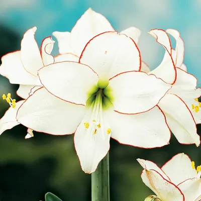 Immagine prodotto di Hippeastrum Zwartnica Amarylis Picotee 1 pz Bulbi Bulbi di amarilli