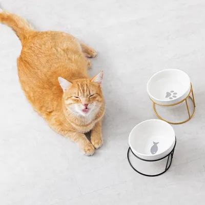 Produktbild von Navaris 2x Keramik Fressnapf mit Eisen Ständer - Katzennapf Hundenapf spülmaschinenfest - Erhöhter Futternapf Katze Hund geneigt - Gold Schwarz