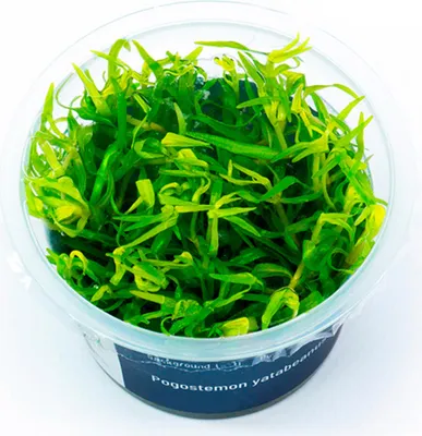Produktbild von Pogostemon yatabeanus In-Vitro Cup algen- und schneckenfrei