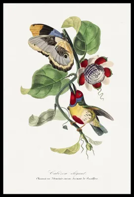 Produktbild von Plakat 40x60cm Barbetschnabel, Gervais Vintage für das Wohnzimmer