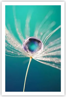 Produktbild von Poster - Poster ohne Rahmen - Pflanze Natur - 61x91,5 cm - Wand Bild - Wanddeko - Wandbilder - Kunstposter - Wandposter - Bilder - Kunstdruck - Wanddekoration - Wandbild - P2XPA61x91-3991