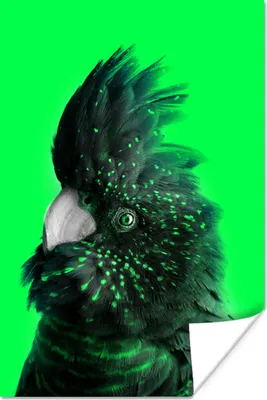 Produktbild von MuchoWow® Poster Kakadu - Vogel - Grün 60x90 cm - Wanddekoration