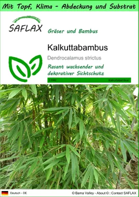 Produktbild von SAFLAX Garden to go - Kalkuttabambus - Dendrocalamus strictus - 50 Samen - Mit Topf, Klima - Deckel und Anzuchtsubstrat