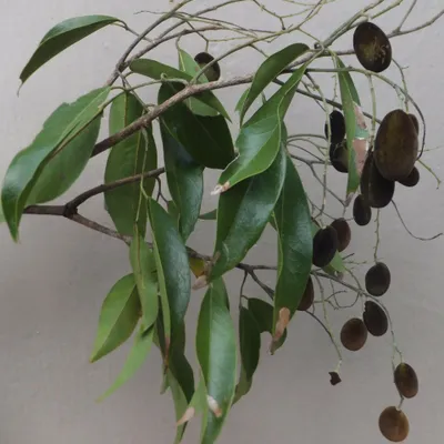 Immagine prodotto di Tamarindo vellutato (Dialium cochinchinense)  - 5 semi