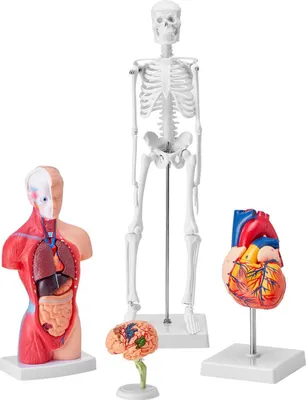 Obrázek produktu pro Human Anatomy Models Bundle Set, Brain, Human Torso Body, Heart, Skeleton Model Set of 4, Hands-on 3D Model Study Tools Teaching Models for Physiology Students or as Educational Kit for Kids