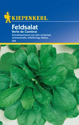 Produktbild von Feldsalat Verte de Cambrai | Feldsalatsamen von Kiepenkerl [MHD 01/2025]