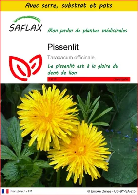 Image de SAFLAX Ensemble de culture - Pissenlit - 200 graines - Taraxacum