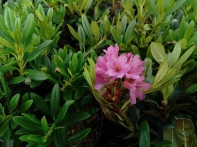 Produktbild von Rostblättrige Alpenrose - Rhododendron ferrugineum 15-20cm