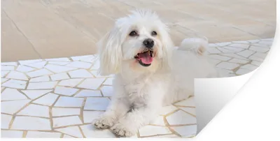 Produktbild von MuchoWow® Wandtattoo Wandsticker Wandaufkleber Ein Malteser Hund liegt auf einem Weg 80x40 cm Selbstklebend und Repositionierbar - Aufkleber
