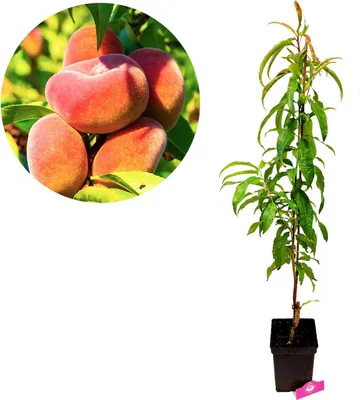 Obrázok produktu pre Prunus persica 'Donut' divoká broskyňa, 5 litrový kvetináč