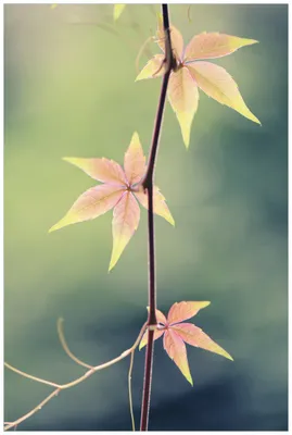 Produktbild von Wallario Wandbild aus Acryl, 90 x 60 cm, freischwebende Optik - Herbstblume