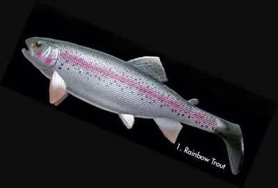 Produktbild von Jackson The Trout 13cm Rainbow Trout