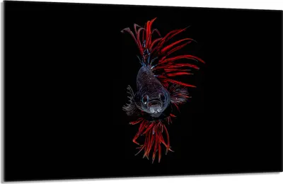 Produktbild von Herdabdeckplatte 80x52cm 1-teilig Glaskeramikkochfeld-Abdeckung Spritzschutz, Fische Schwarz