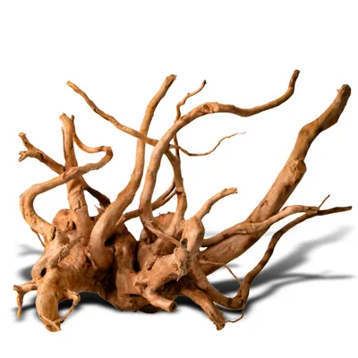 Image de Shizen Essence J-Roots M - Racines japonaises Mizube I Ryuboku de taille moyenne, sélectionnées à la main