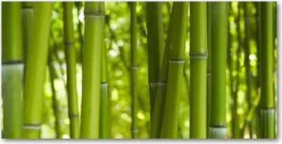 Produktbild von Tulup® Glas-Bild - 100x50 -Wandkunst - Wandbild hinter gehärtetem Sicherheitsglas  - Blumen & Pflanzen - Bambus - Grün
