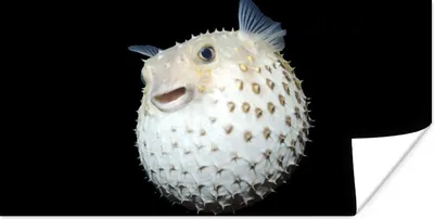 Produktbild von MuchoWow® Poster Fische - Meerestiere - Porträt 120x60 cm