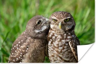 Produktbild von MuchoWow® Poster Eulen - Vögel - Gras 60x40 cm - Schlafzimmerdekoration