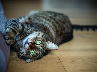 Produktbild von Anti-Kratz-Schutz - Anti-Kratz Katzen - Anti-Kratz - Möbelschutz für Katzen - Anti-Kratz Schutz für Katzen - Kratzschutz für Katzen