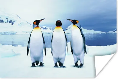 Produktbild von MuchoWow® Poster Drei Pinguine Porträt 30x20 cm - Plakate - Print