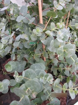 Produktbild von Eucalyptus gunnii Azura - Mostgummi-Eukalyptus - Eukalyptusbaum