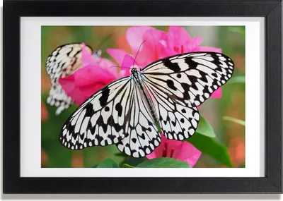 Produktbild von Bild 30x20 MDF-Rahmen, Wandkunst Schmetterling auf einer Blume