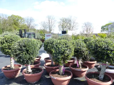 Produktbild von Bonsai Kugel Olivenbaum 140 - 170 cm knorrige urige Olive winterhart Olea Europaea Ölbaum
