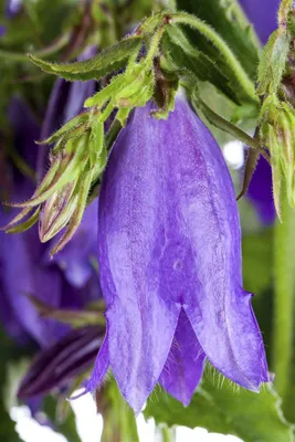 Produktbild von Campanula punctata 'Sarastro', Glockenblume, violett, ca. 11x11 cm Topf