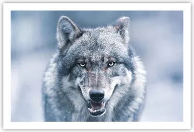 Produktbild von Poster - Poster ohne Rahmen - Wolf Raubtier Wildheit - 91,5x61 cm - Wand Bild - Wanddeko - Wandbilder - Kunstposter - Wandposter - Bilder - Kunstdruck - Wanddekoration - Wandbild - P2XAA91x61-5073