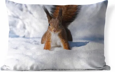 Produktbild von MuchoWow® Outdoor Kissen - Eichhörnchen - Nagetier - Schnee - Winter - 60x40 cm - Wetterfest - Lounge Kissen - Zierkissen - Kissen für Innenräume